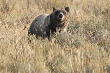 Trail Walker Attacked by Grizzly in National Park Transported to Hospital